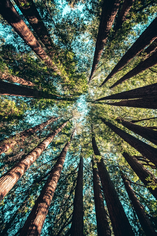 Nature Team